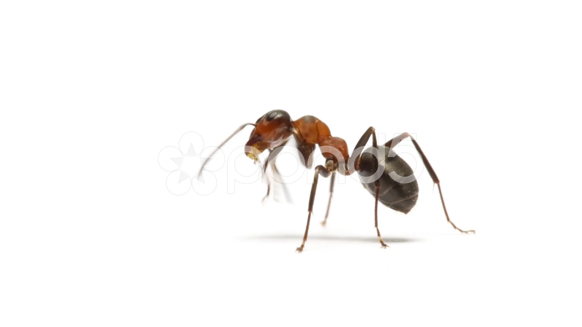 Ant insect isolated on white background , Stock Video
