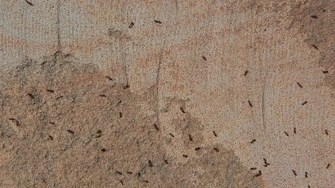 Ant insect natural stone background Stock Footage 113992174
