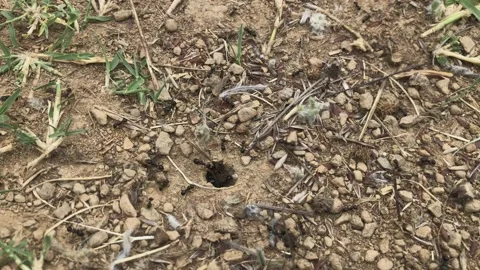 Ant Insect Nest Stock Footage 137318621