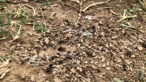 Ant Insect Nest - slow motion Stock Footage 137319125