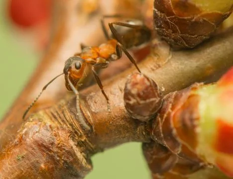 Ant insect Stock Photos