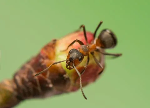 Ant insect Stock Photos