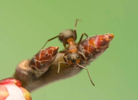 Ant insect Stock Photos