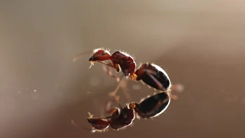 Ant insect preening itself on the glass floor. Video stock 153640390