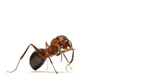 Ant insect preening itself on white background macro close up 스톡 동영상 49548717