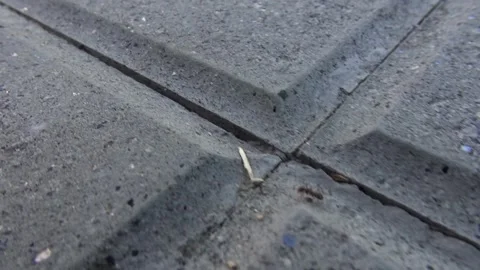Ant insect running concrete sidewalk pavement Stock Footage 318963621