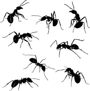 Ant, insect, various poses, movements and angles, black Stock Illustration