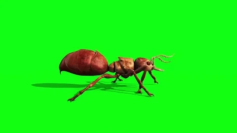 Ant Insect Walkcycle Side Green Screen 3D Rendering Animation Stock Footage