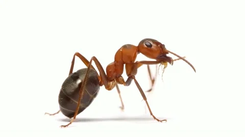 Ant insect on white background 스톡 동영상 133034706