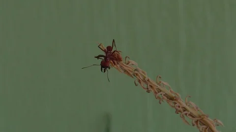 Ant insects ant on the leaf macro Stock Footage 93440110