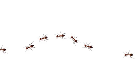 Ant insects randomly crawling green screen white Background animation Stock Footage 311871833