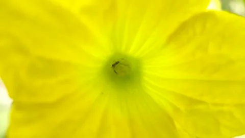Ant inside Lemon Cucumber Insert B-Roll, Handheld Macro shot Stock Footage 266974584
