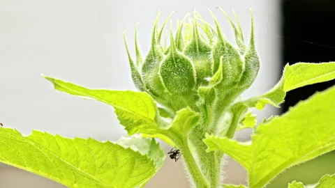 Ant Inspects Sunflower Video stock 162275999