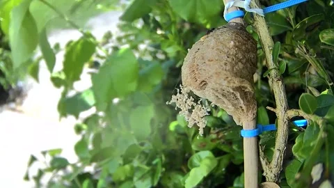 Ant Interacting With Newly Hatched Praying Mantis Nymph Stock Footage 339366612