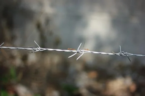 Ant on Iron Barbed Wire Stock Photos