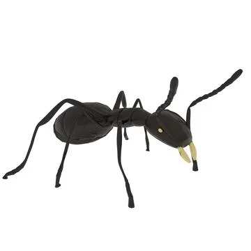 Ant isolated on white background Stock Photos
