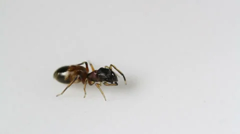 Ant-jumper (Myrmarachne formicaria) spider Stock Footage