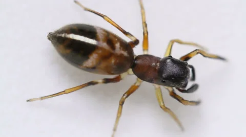 Ant-jumper (Myrmarachne formicaria) spider Stock Footage