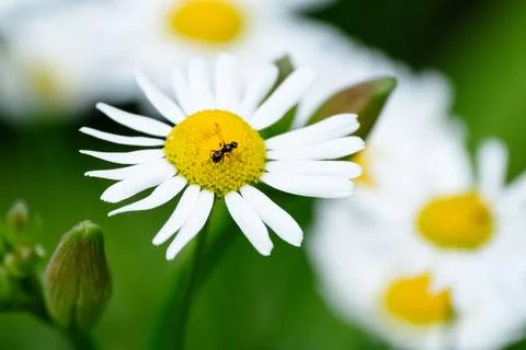 Ant on a large chamomile, close-up Stock Photos