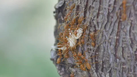 Ant larva is moved by ants Stock Footage 107390284