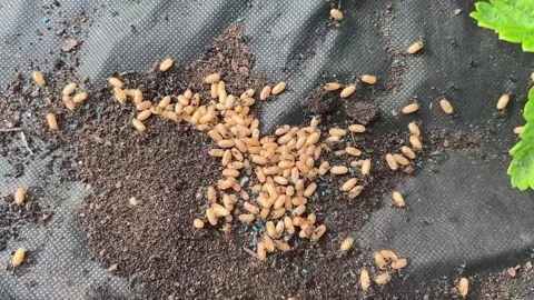 Ant larvae and eggs gathered in a nest on soil. Pest activity concept  库存影片 337169892