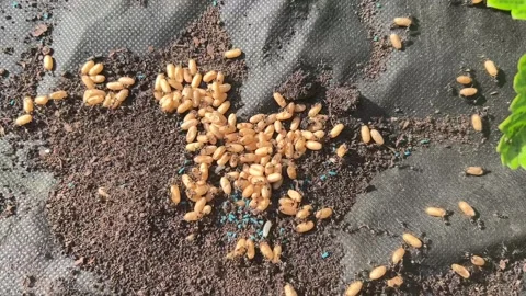 Ant larvae and eggs gathered in a nest on soil. Pest activity concept  Stock Footage 337170096
