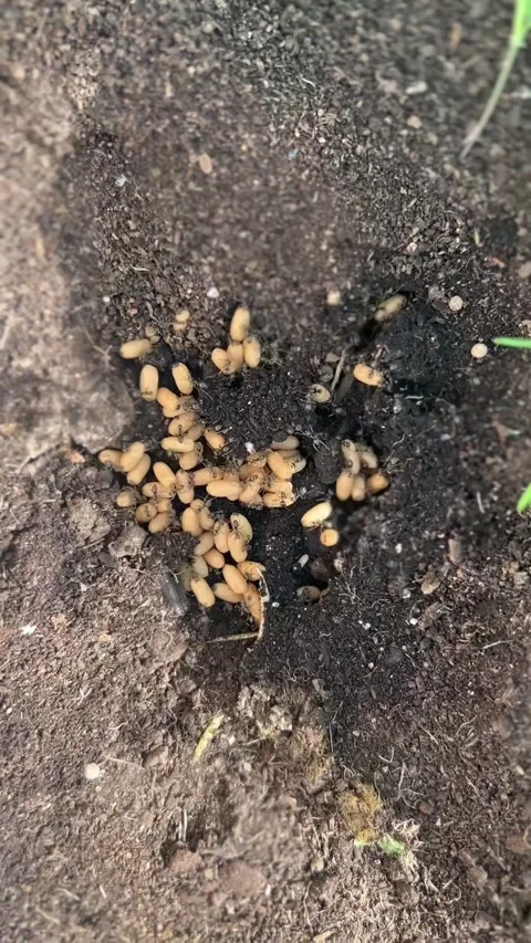 Ant larvae and eggs gathered in a nest on soil. Pest activity concept  Stock Footage 337170099