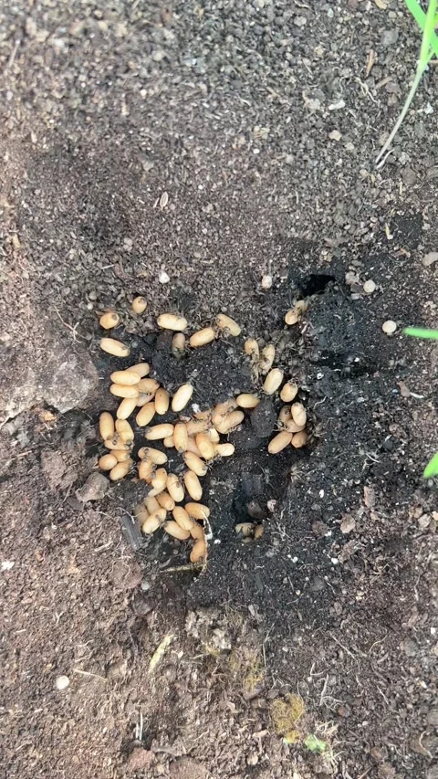Ant larvae and eggs gathered in a nest on soil. Pest activity concept  Stock Footage 337170216