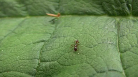 Ant on a leaf Видео 359270
