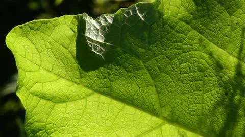 Ant on a Leaf Stock Footage 14888868