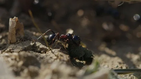 Ant with a leaf Stock Footage 101945258