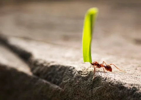 Ant with leaf over a rock focus Stock Photos