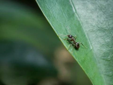 Ant on a leaf Stock Photos