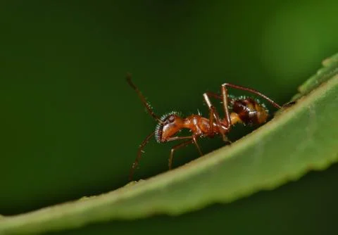 Ant on a leaf. Stock Photos