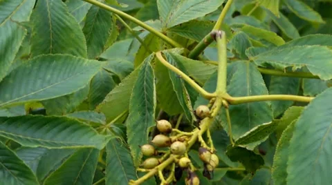 Ant on a Leaf in the Wind 库存影片 37232894