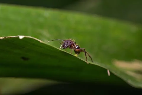 Ant on a leaves Stock Photos