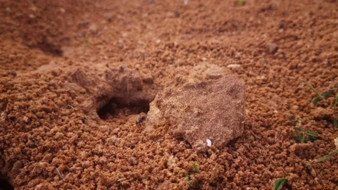 Ant Leaving its Nest Stock Footage 150055117