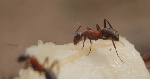 Ant Legs and Antennae while Feeding on Banana Vidéo 135630126