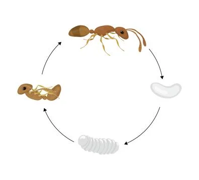 Ant Life Cycle Showing Different Stages of Development Stock Illustration