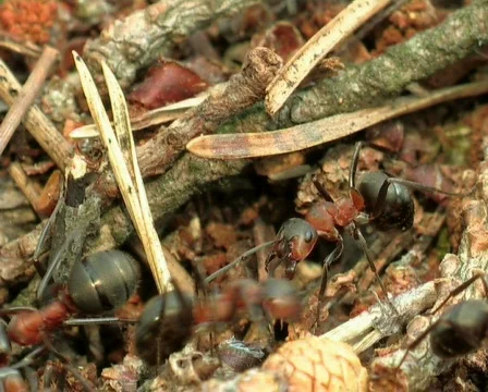 Ant life Stock Footage 669750