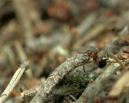 Ant life 스톡 동영상 669774