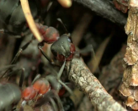 Ant life Vídeo Stock 669791