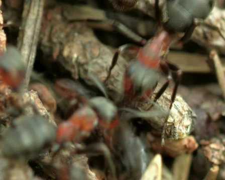 Ant life Stock-Footage 669850