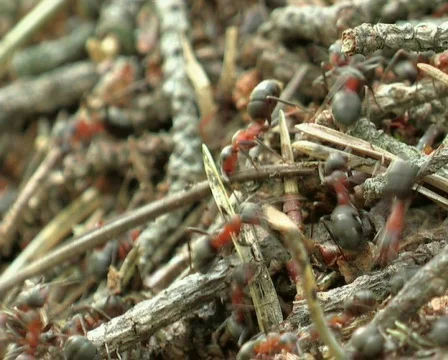 Ant life Video stock 671109