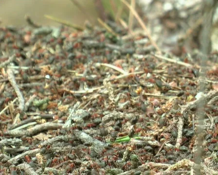 Ant life Stock Footage 671426