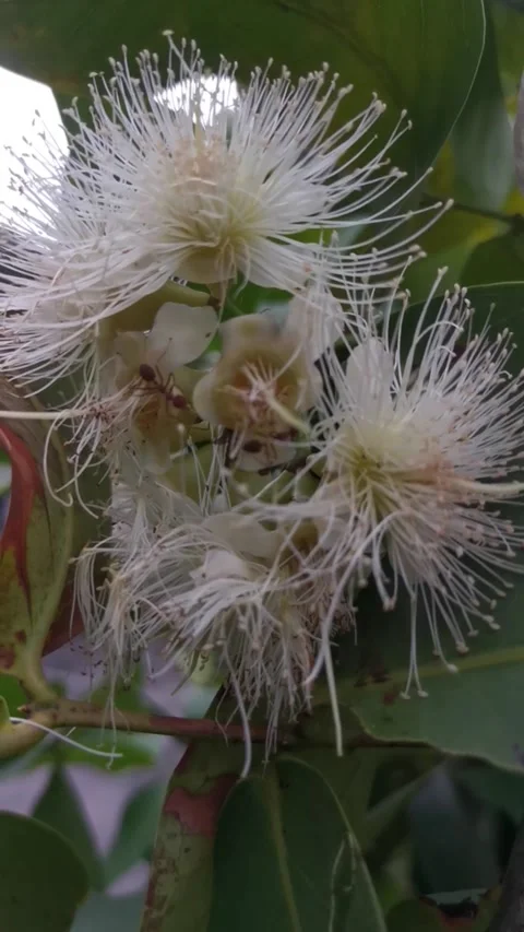 Ant Life Stock Footage 210148226