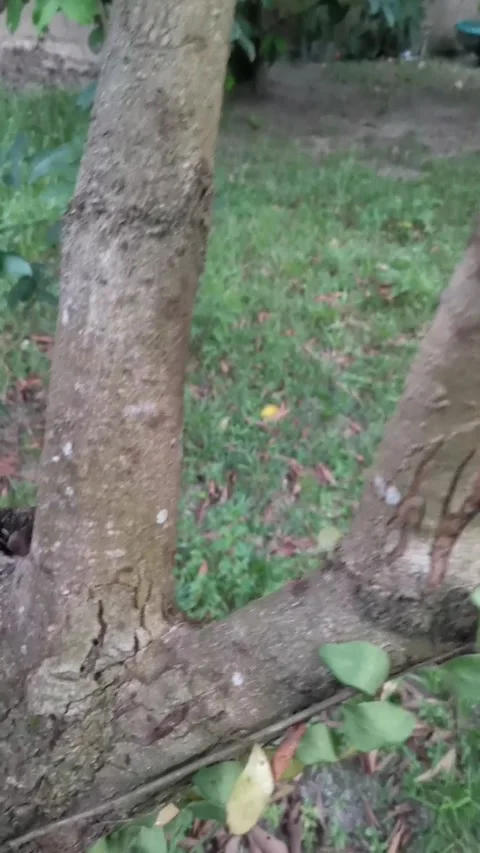 Ant Life Stock Footage 210168296