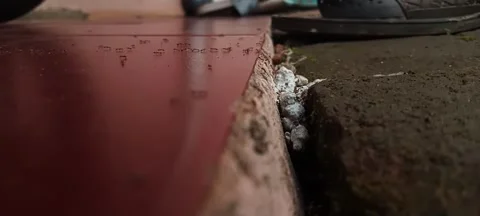 Ant Life Stock Footage 267181815