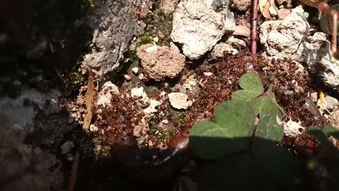 Ant Life Stock Footage 270025558