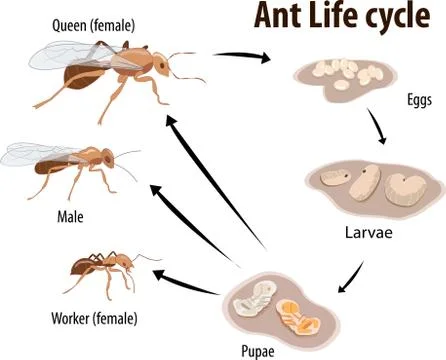 Ant LifeCycle Stock Illustration